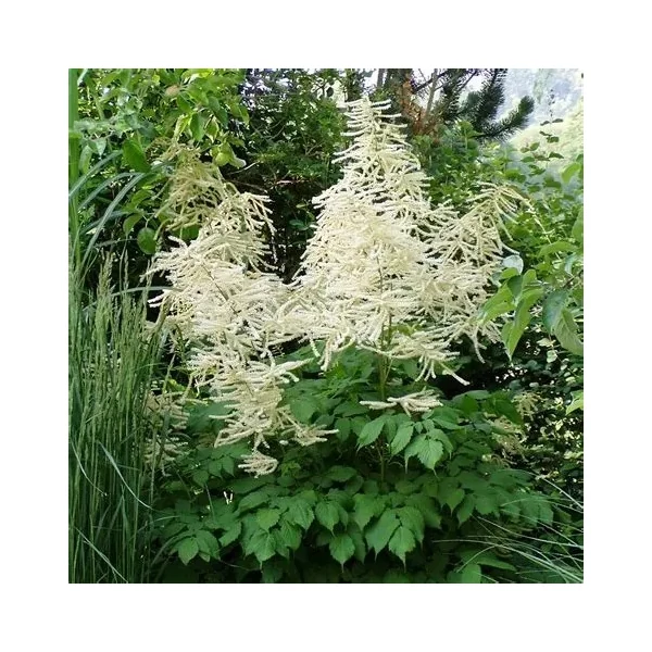 Astilbe x arendsii 'Brautschleier' – Kerti tollbuga