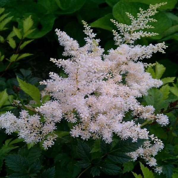Astilbe x arendsii 'Brautschleier' – Kerti tollbuga