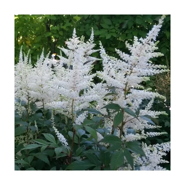 Astilbe x arendsii 'Brautschleier' – Kerti tollbuga