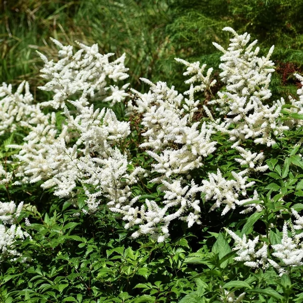 Astilbe x arendsii 'Brautschleier' – Kerti tollbuga