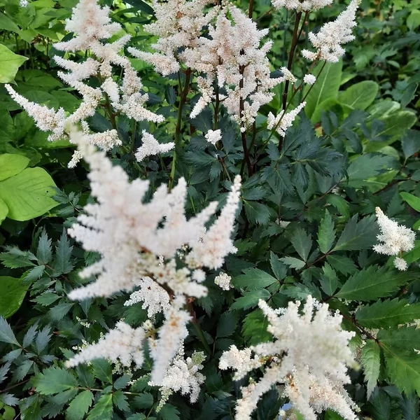 Astilbe x arendsii 'Bumalda' – Kerti tollbuga