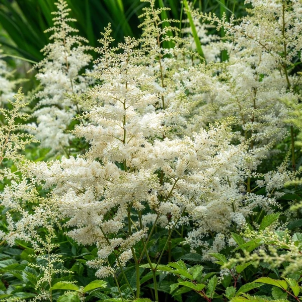 Astilbe x arendsii 'Bumalda' – Kerti tollbuga