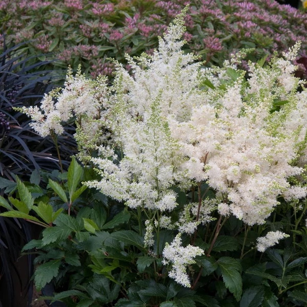 Astilbe x arendsii 'Astary White' – Kerti tollbuga