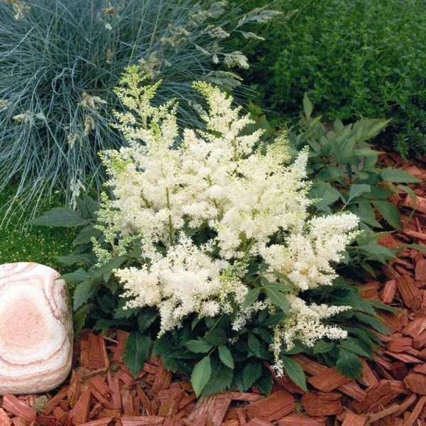 Astilbe x arendsii 'Astary White' – Kerti tollbuga