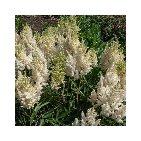 Astilbe x arendsii 'Snowdrift' – Kerti tollbuga