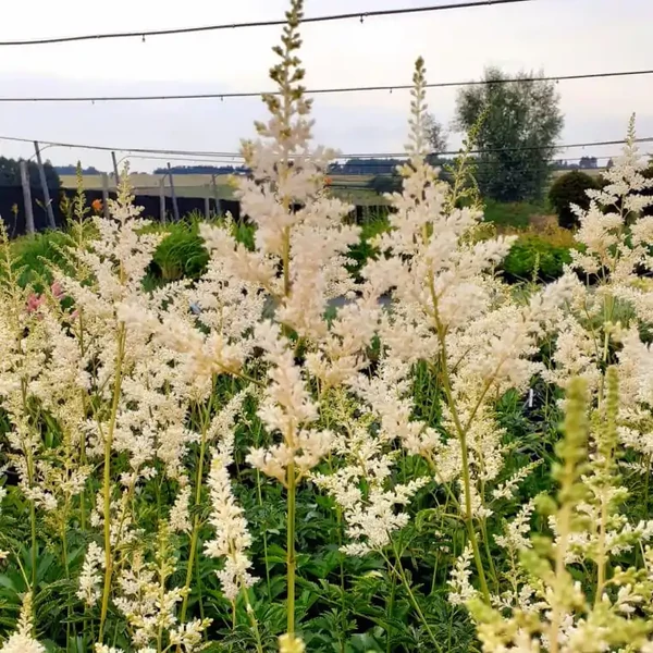 Astilbe x arendsii 'Snowdrift' – Kerti tollbuga