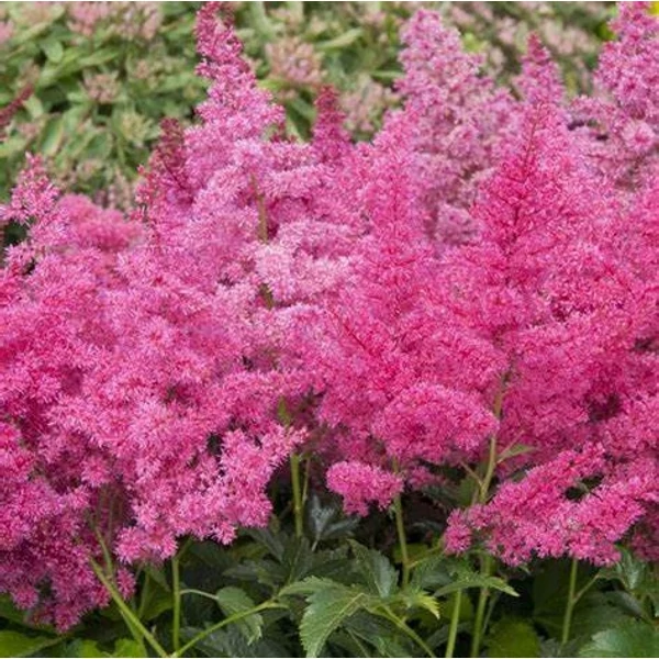 Astilbe x arendsii 'Astary Rose' – Kerti tollbuga