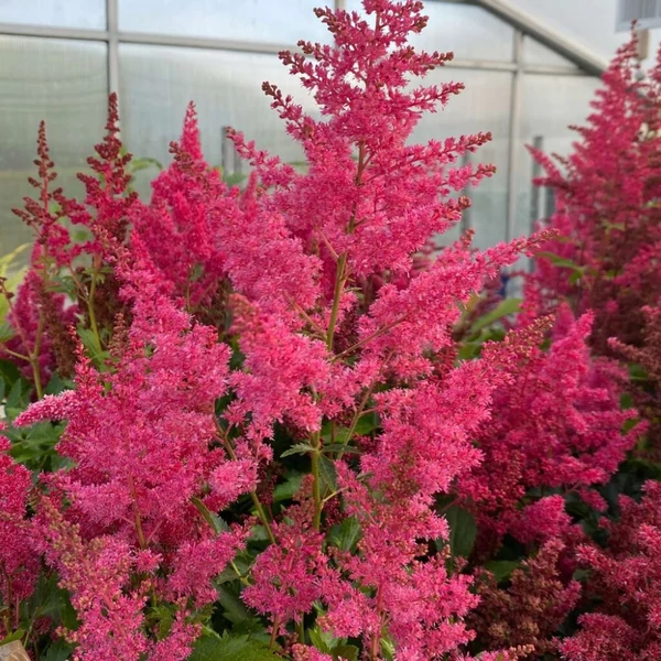 Astilbe x arendsii 'Astary Rose' – Kerti tollbuga