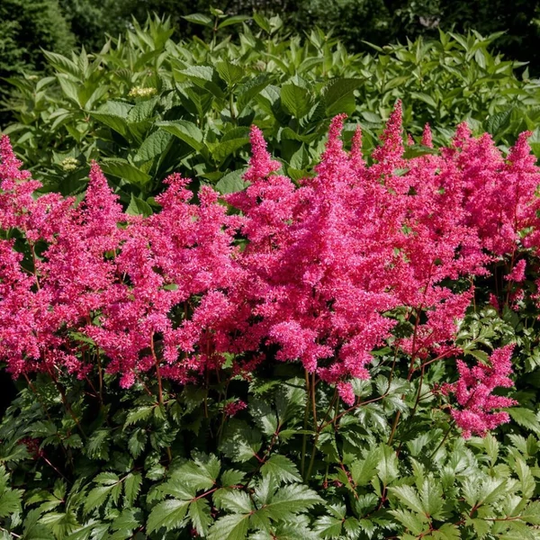 Astilbe x arendsii 'Astary Rose' – Kerti tollbuga