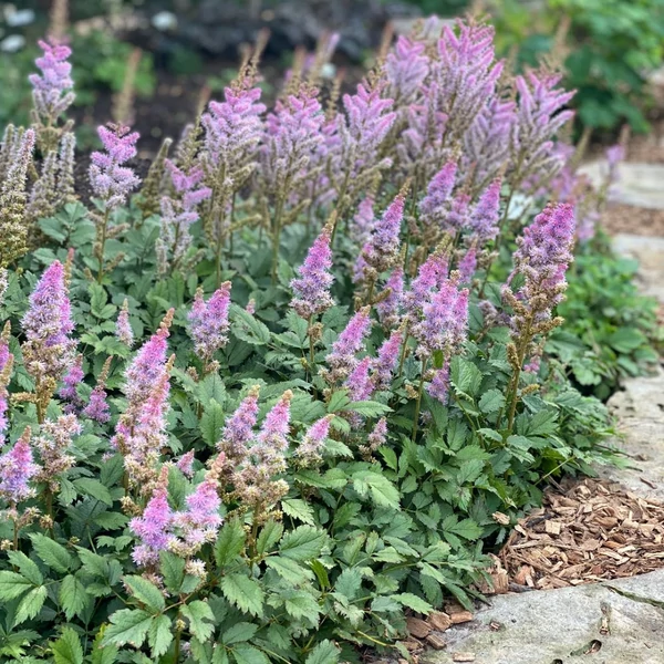 Astilbe chinensis var. pumila - Kínai tollbuga