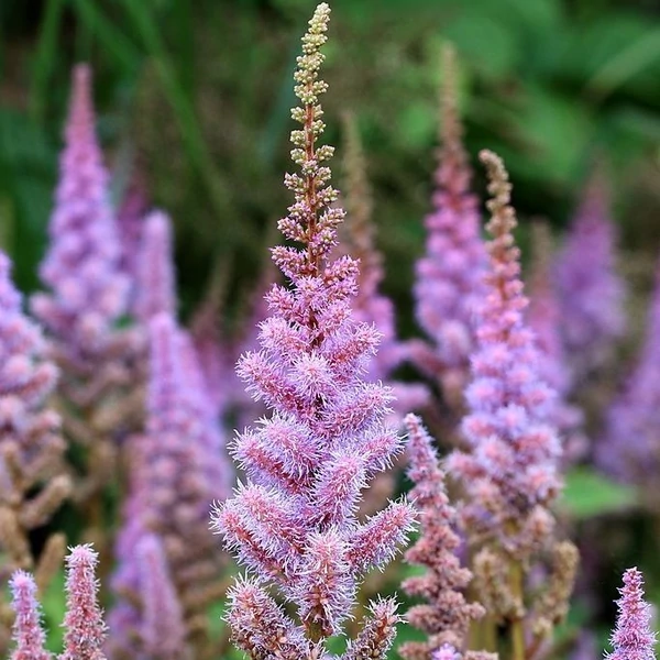 Astilbe chinensis var. pumila - Kínai tollbuga