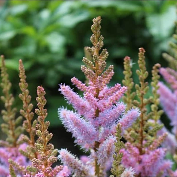 Astilbe chinensis var. pumila - Kínai tollbuga