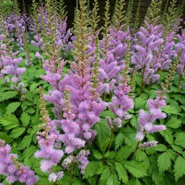 Astilbe chinensis var. pumila - Kínai tollbuga