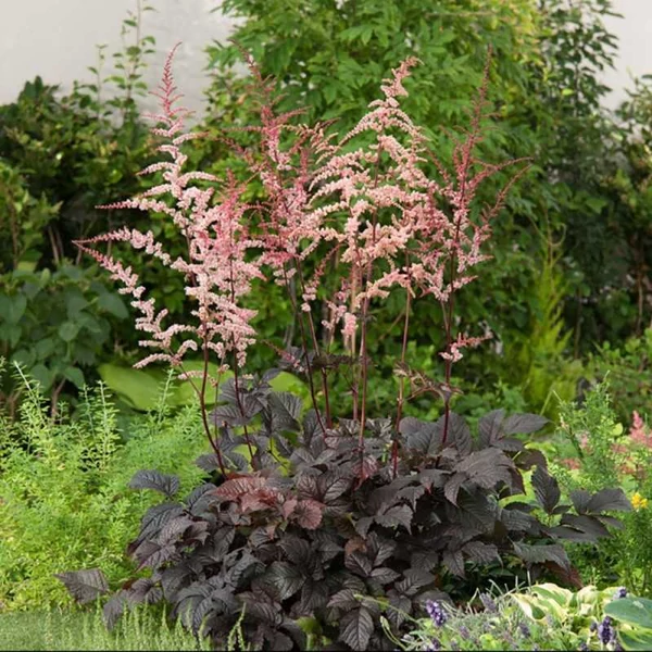 Astilbe 'Chocolate Shogun' – Tollbuga