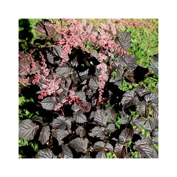 Astilbe 'Chocolate Shogun' – Tollbuga