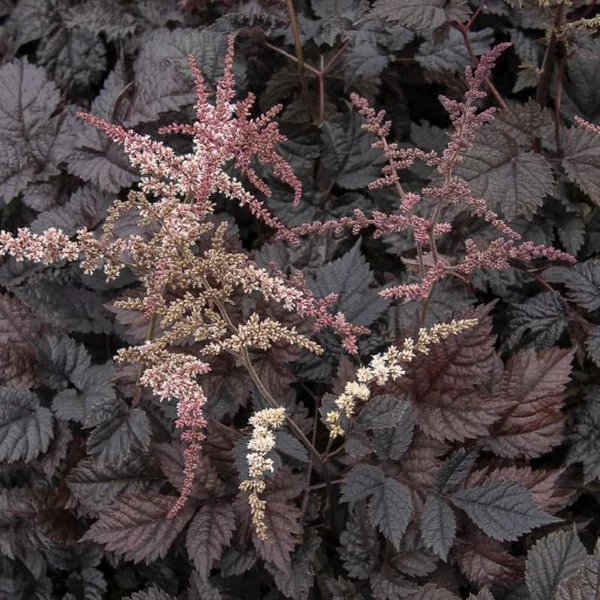Astilbe 'Chocolate Shogun' – Tollbuga