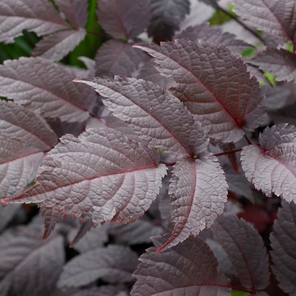 Astilbe 'Chocolate Shogun' – Tollbuga
