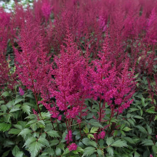 Astilbe japonica 'Elisabeth von Veen' – Japán tollbuga