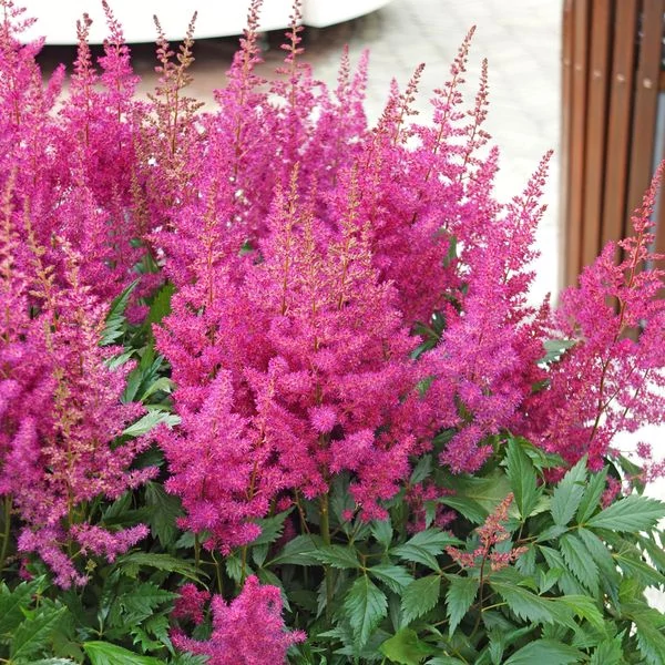 Astilbe japonica 'Elisabeth von Veen' – Japán tollbuga