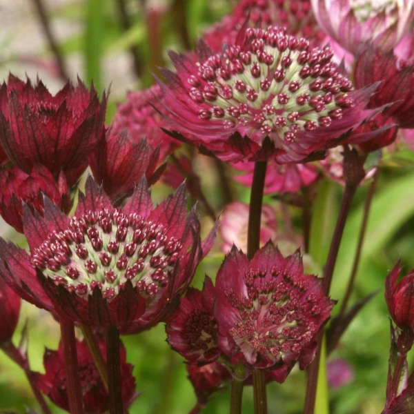Astrantia 'Moulin Rouge' – Völgycsillag