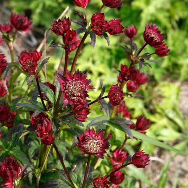 Astrantia 'Moulin Rouge' – Völgycsillag