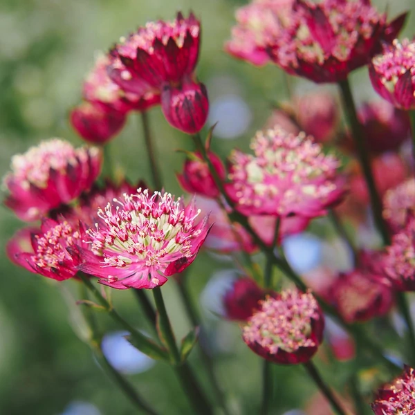 Astrantia 'Moulin Rouge' – Völgycsillag