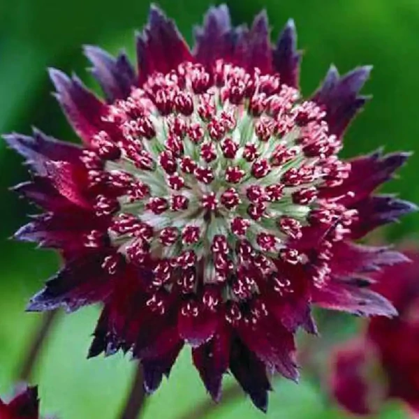 Astrantia 'Moulin Rouge' – Völgycsillag