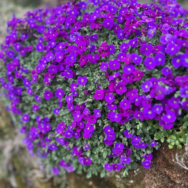 Aubrieta 'Audrey Purple Shades' – Pázsitviola