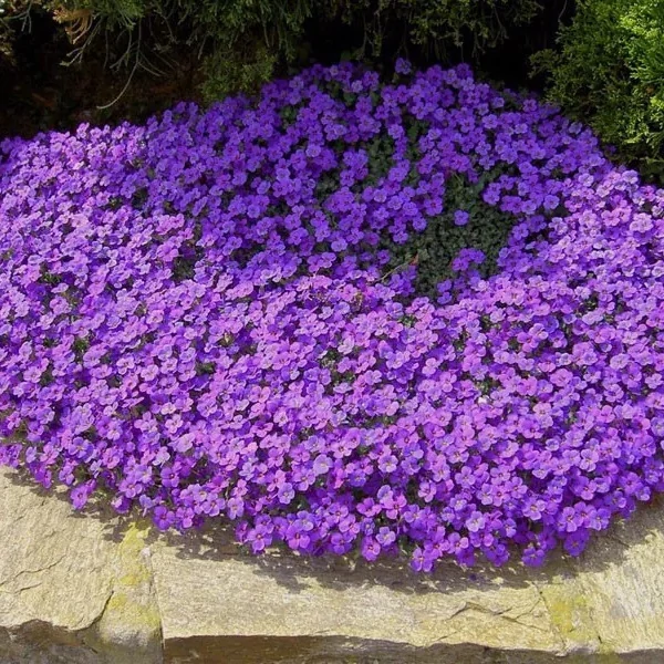 Aubrieta 'Audrey Purple Shades' – Pázsitviola