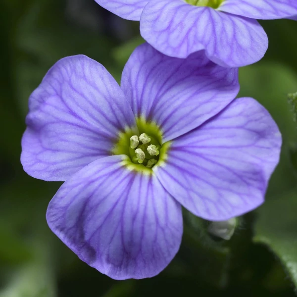Aubrieta 'Audrey Sky Blue' – Pázsitviola