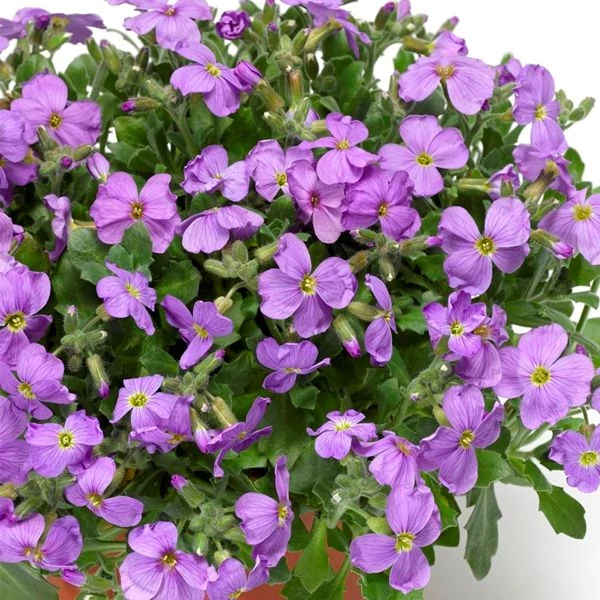 Aubrieta 'Audrey Sky Blue' – Pázsitviola