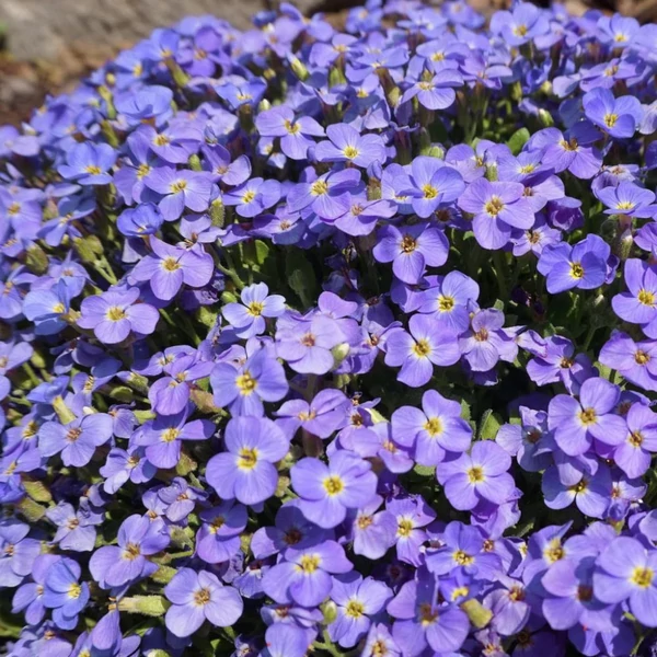 Aubrieta 'Axcent Light Blue' - Pázsitviola