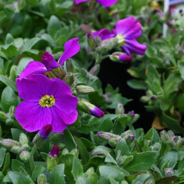 Aubrieta gracilis 'Kitte Blue' - Apró pázsitviola