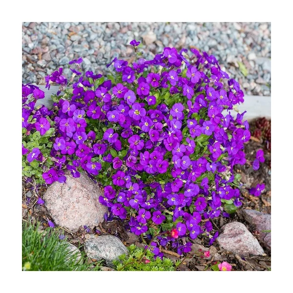 Aubrieta gracilis 'Kitte Blue' - Apró pázsitviola