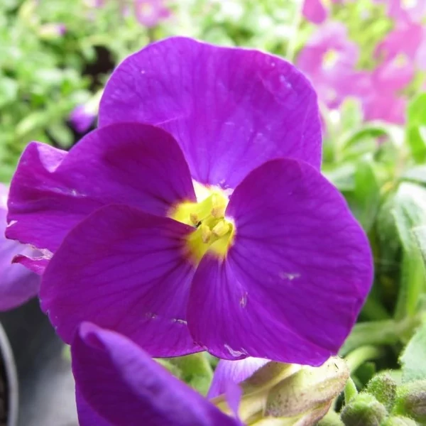 Aubrieta gracilis 'Kitte Blue' - Apró pázsitviola
