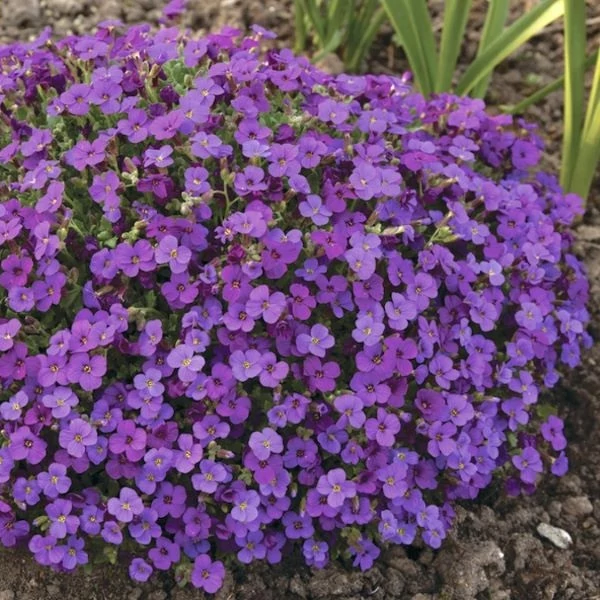 Aubrieta 'Hamburger Stadtpark' - Kerti pázsitviola