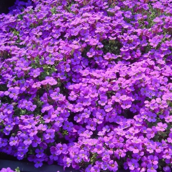 Aubrieta 'Hamburger Stadtpark' - Kerti pázsitviola