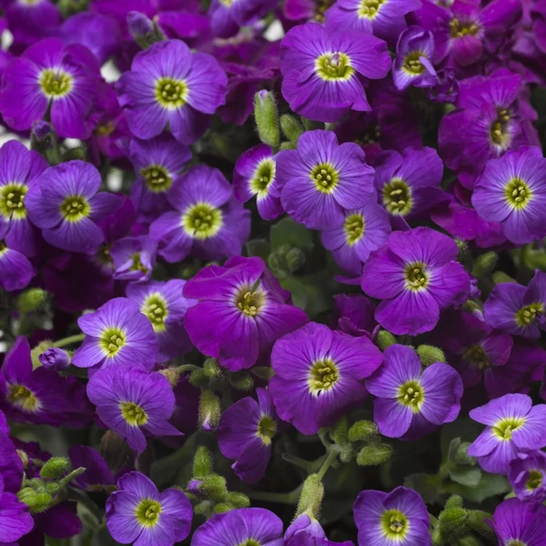 Aubrieta hybrida 'Axcent Violet with Eye' - Kerti pázsitviola