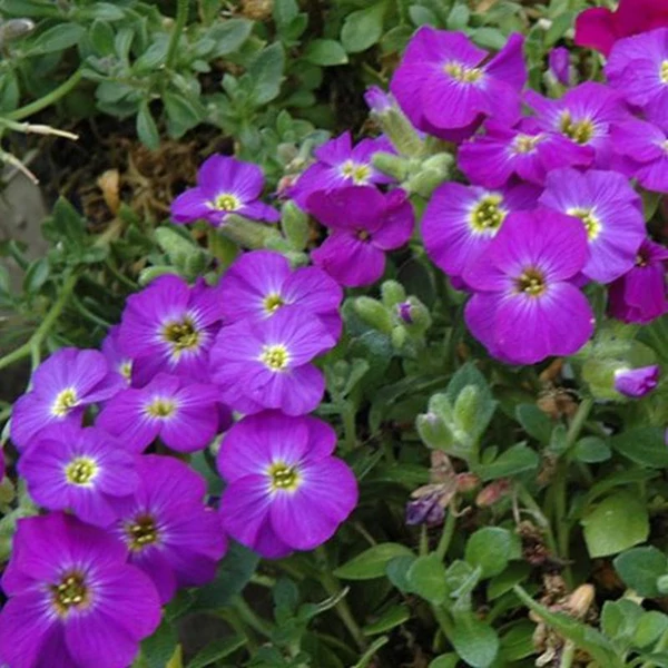 Aubrieta hybrida 'Axcent Violet with Eye' - Kerti pázsitviola