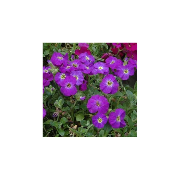 Aubrieta hybrida 'Axcent Violet with Eye' - Kerti pázsitviola