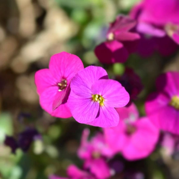Aubrieta 'Regado Red' – Kerti pázsitviola