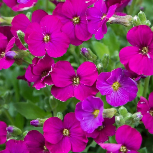 Aubrieta 'Regado Red' – Kerti pázsitviola