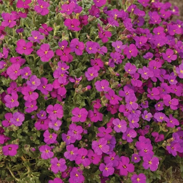 Aubrieta 'Regado Red' – Kerti pázsitviola