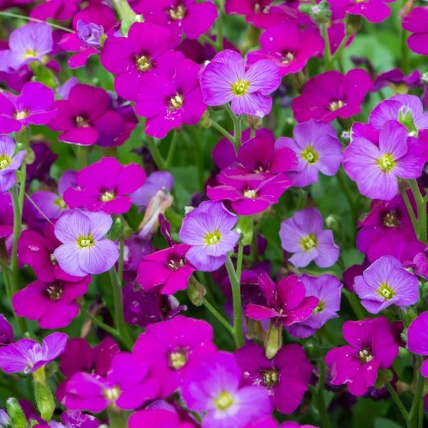 Aubrieta 'Regado Red' – Kerti pázsitviola