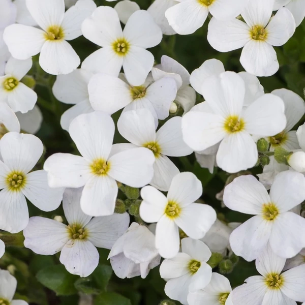 Aubrieta 'Regado White' – Kerti pázsitviola