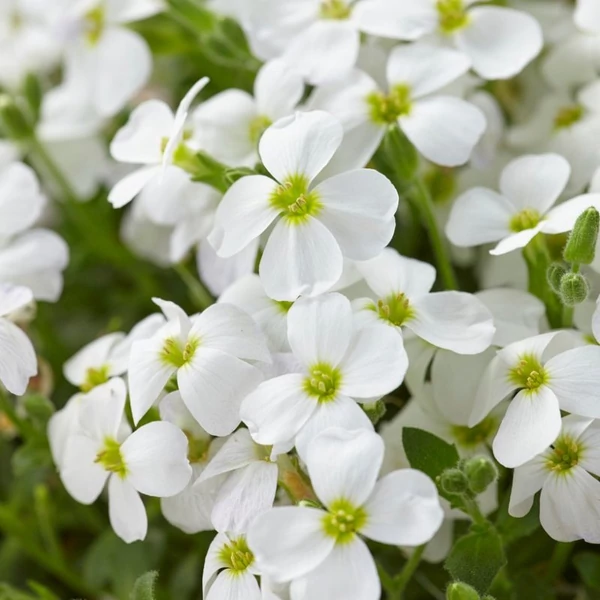 Aubrieta 'Regado White' – Kerti pázsitviola