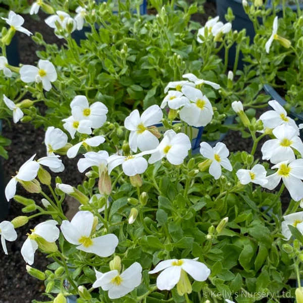 Aubrieta 'Regado White' – Kerti pázsitviola