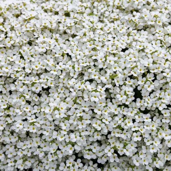 Aubrieta 'Regado White' – Kerti pázsitviola