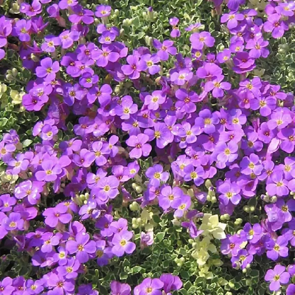 Aubrieta 'Silberrand' – Pázsitviola