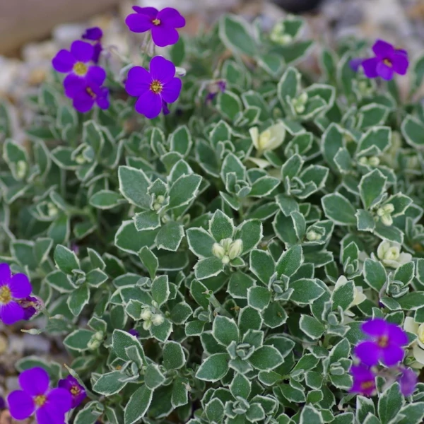Aubrieta 'Silberrand' – Pázsitviola